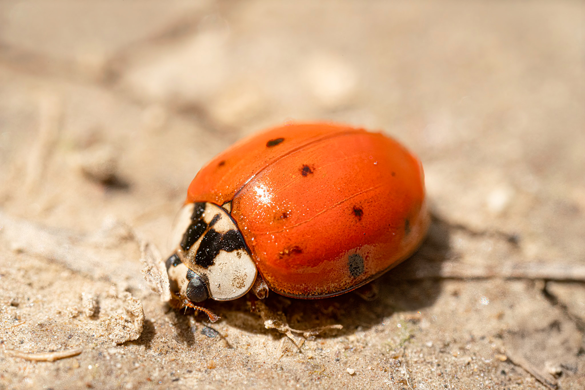 Coccinelle (Coccinellidae)